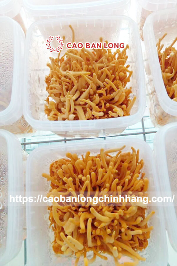 Đông trùng hạ thảo sấy - Image 3